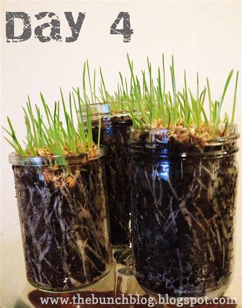 The Bunch Handcrafted Stylishly Grow Your Own Wheat Grass In A Week Bringing Some Earth