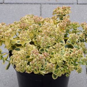 Sunsparkler Lime Twister Sedum Sooner Plant Farm