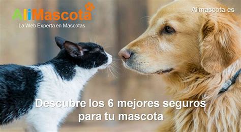 Descubre Los 6 Mejores Seguros Para Tu Mascota Alimascotaes