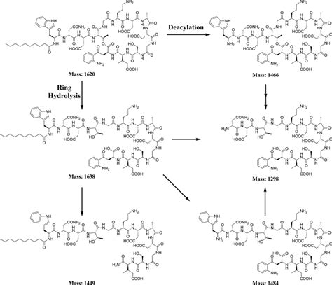 Proposed Schemes Of Daptomycin Degradation By Actinomycetes The Download Scientific Diagram