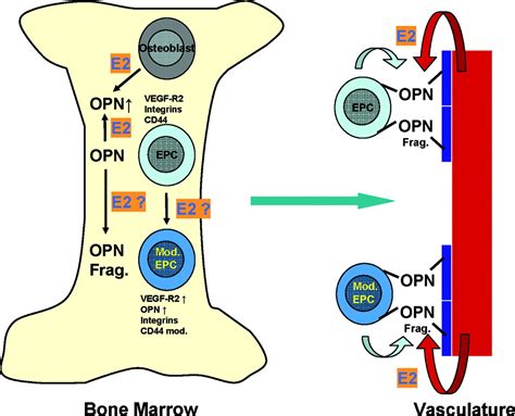 Affirmative Action Of Osteopontin On Endothelial Progenitors