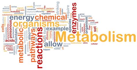 Descubre C Mo Calcular Tu Metabolismo Basal Con Esta Calculadora F Cil