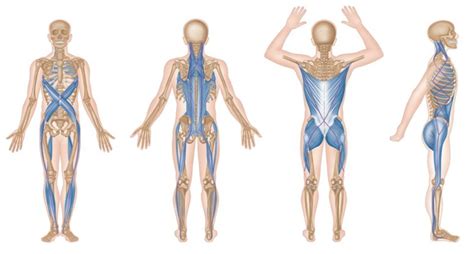 Trigger Point Therapy Myofascial Meridians Niel Asher Education