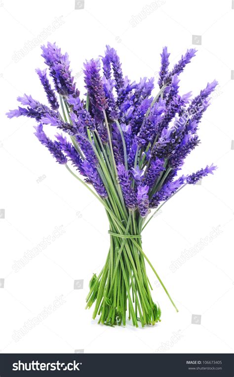 132,858 Bouquet lavender Images, Stock Photos & Vectors | Shutterstock