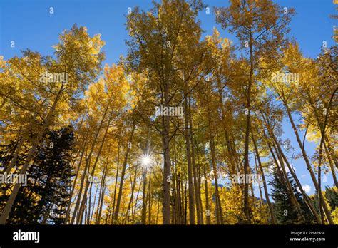 Aspen trees in fall colours Stock Photo - Alamy