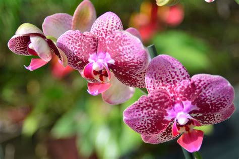 These Vibrant Amazon Rainforest Plants Will Take Your Breath Away - Gardenerdy