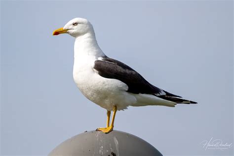 Lesser Black-backed Gull (Larus fuscus) | Wildlife Vagabond