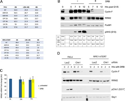Cyclin F-Mediated Degradation of Ribonucleotide Reductase M2 Controls