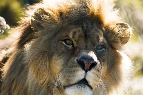 lion, Wild, Cat, Carnivore, Muzzle, Mane Wallpapers HD / Desktop and ...