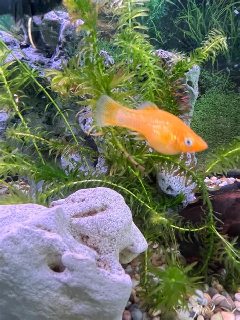 Kiemen Bei Fischen 6