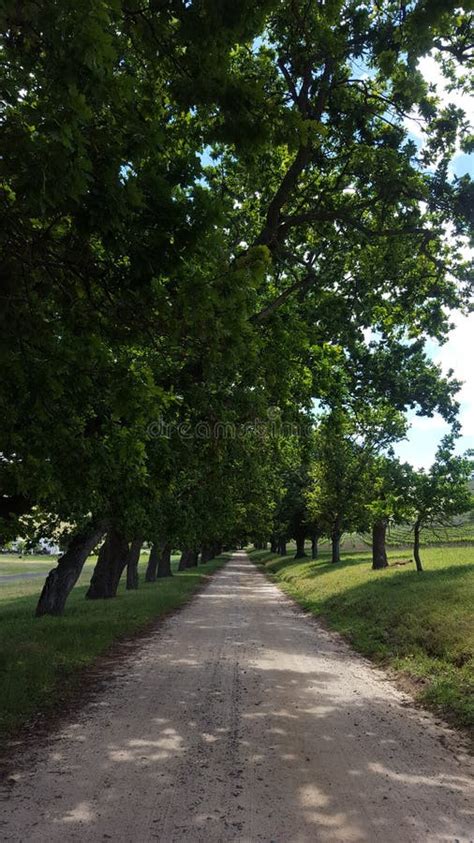 Gravel Road Under Oak Trees Stock Image Image Of Gravel Distance