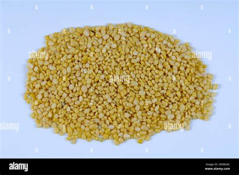 Mung Bean Phaseolus Radiatus Yellow Vigna Mungo Phaseolus Mungo