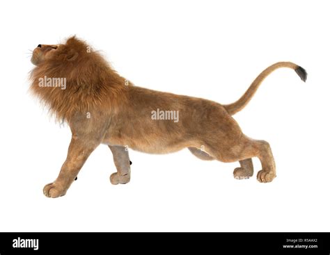 D Rendering Male Lion On White Stock Photo Alamy