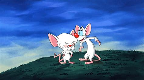 Wallpaper Pinky And The Brain Animation Cartoon Sky Grass Mouse