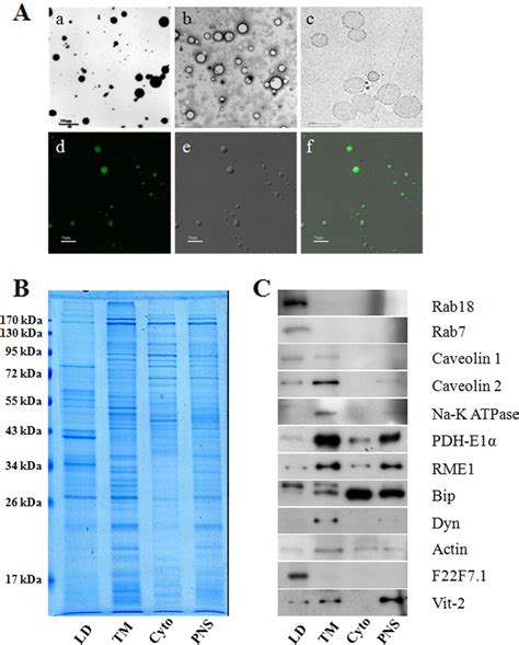 Proteomic Study And Marker Protein Identification Of Caenorhabditis