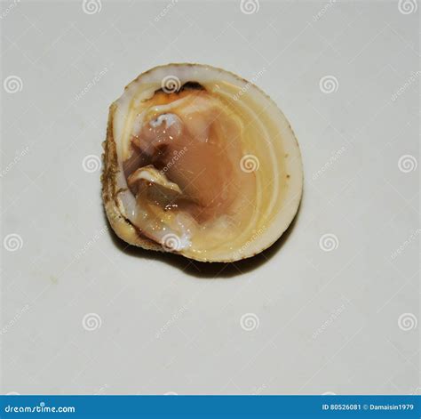 Venus Shell Isolated Stock Image Image Of Reataurant 80526081