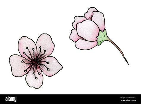 cherry blossom illustration, simple hand drawn sakura flowers isolated ...