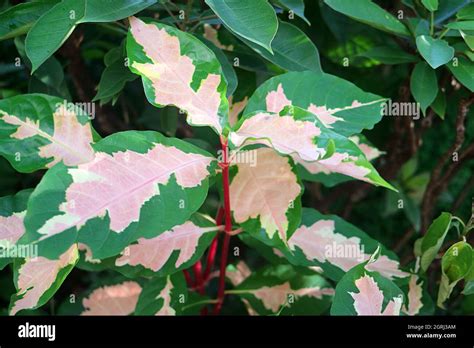 Stunning Two Tone Color Leaves Of The Caricature Plant Or Graptophyllum