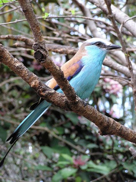 Oiseau tropical image stock. Image du tropical, zoologie - 619405