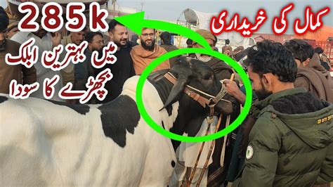 285k Main Naseeb Ka Soda MashaAllah Multan Janwar Mandi Latest