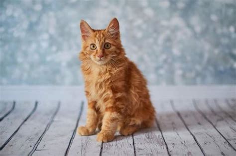 Las Razas De Gatos Naranjas M S Buscadas Por La Originalidad De Su