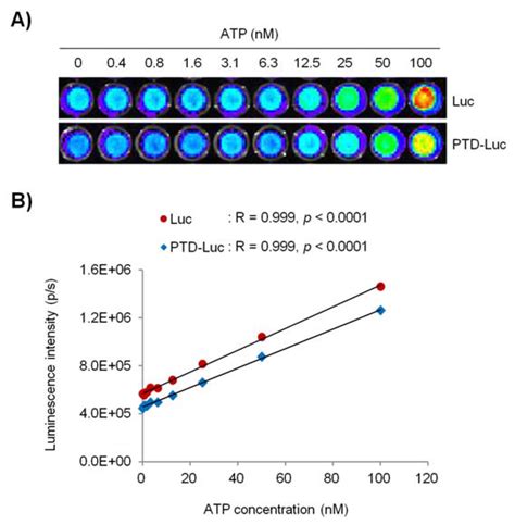 Intracellular Atp Assay Of Live Cells Using Ptd Conjugated Luciferase