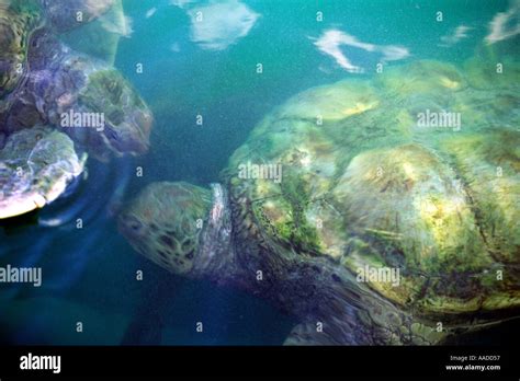 Turtle farm Grand Cayman Cayman Islands Stock Photo - Alamy