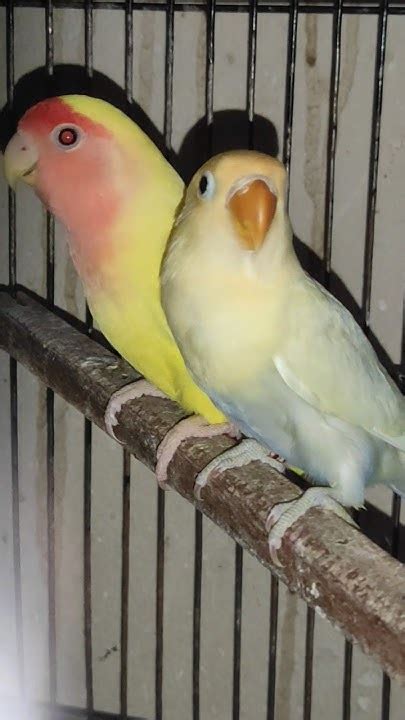 Lovebird 💕💕💕💕💕 Youtube