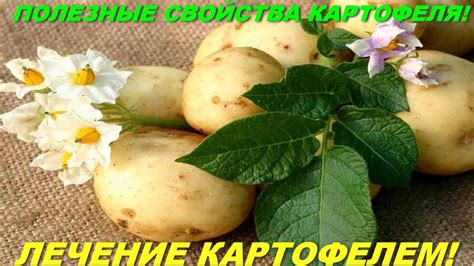 Полезные свойства картофеля! Лечение картофелем! - YouTube