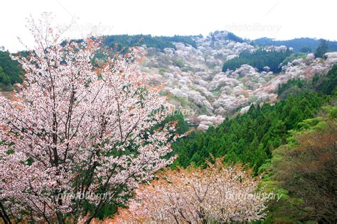 吉野千本桜 写真素材 [ 6228485 ] フォトライブラリー Photolibrary