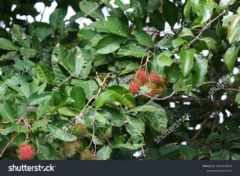 Rambutan Fruit One Local Fruits Malaysia Stock Photo 2207870879