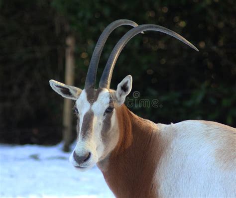 Scimitar Horned Oryx Head Stock Image Image Of Close 86433413