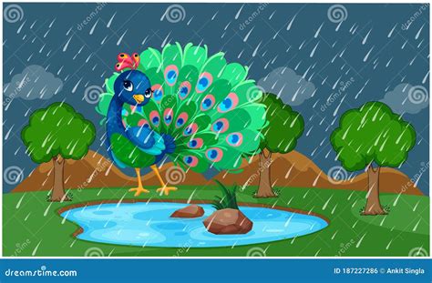 Peacock is Dancing in a Park during Rain Stock Vector - Illustration of green, bright: 187227286