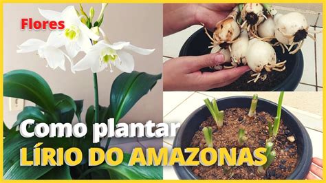 Replantando L Rio Do Amazonas Olha Eu Que Eu Achei No Substrato Como