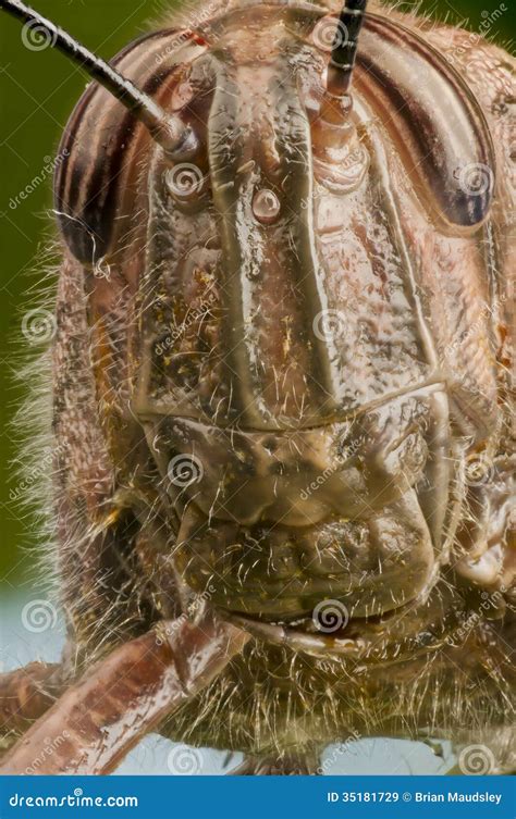 Grasshopper Macro Portrait Stock Image Image Of Antenna 35181729