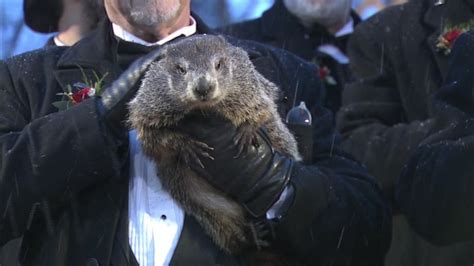 The Groundhog Day Tradition: Punxsutawney Phil and the Predictions