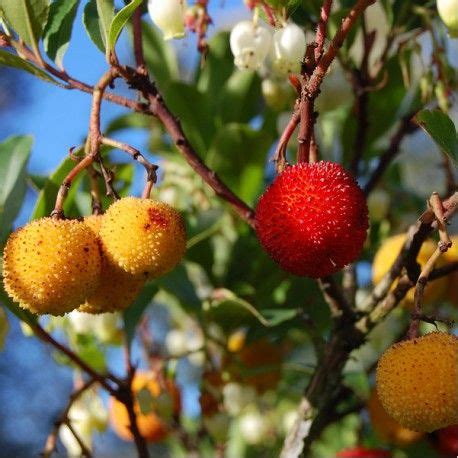 Arbutus Unedo Arbousier Ou Arbre Aux Fraises