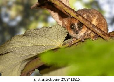 Feeding Lemur Stock Photos Images Shutterstock