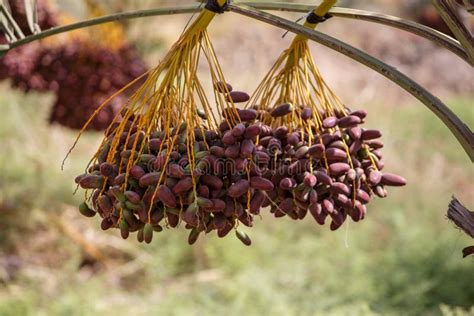 Delicious Fresh Dates Growing On A Palm Tree Stock Image Image Of