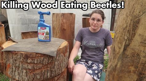 Learning Woodworking Killing Powder Post Beetle Infestation With