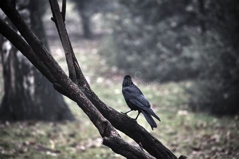 Crow sitting on a branch. stock photo. Image of fall - 132827724