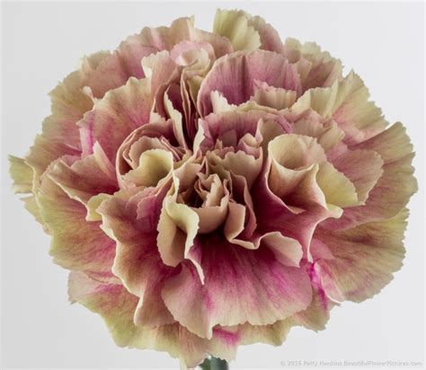 Antigua Carnations Beautiful Flower Pictures Blog