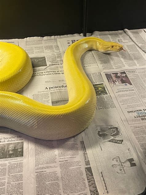 Pearl Patternless Ph Granite Burmese Python By Barbee Doll House Of