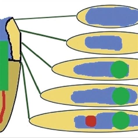 Pdf On The Ferrule Effect And The Biomechanical Stability Of Teeth