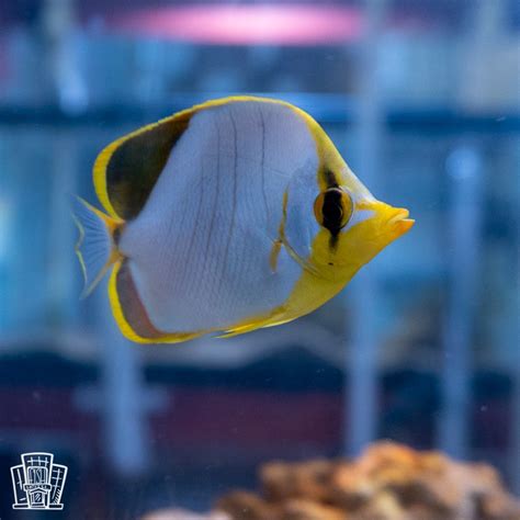 Yellowhead Butterflyfish - The FisHotel