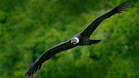 Learn about the animals that were considered sacred in the Inca Empire.