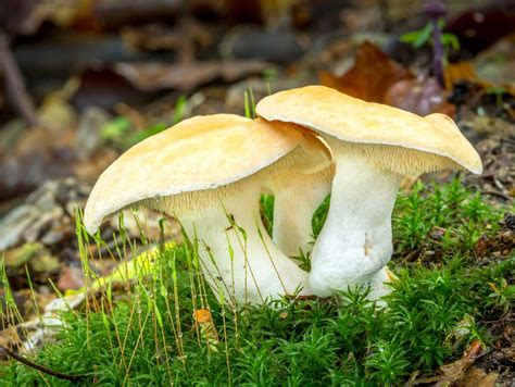 Chanterelle Jaune Identification Cueillette Cuisine Et Conservation