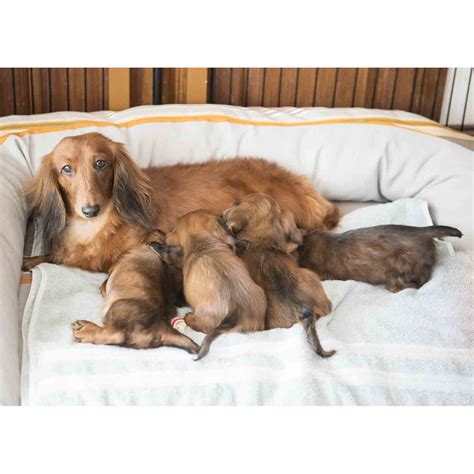 Miniature Long Haired Dachshund Puppies For Sale Dikerdachs