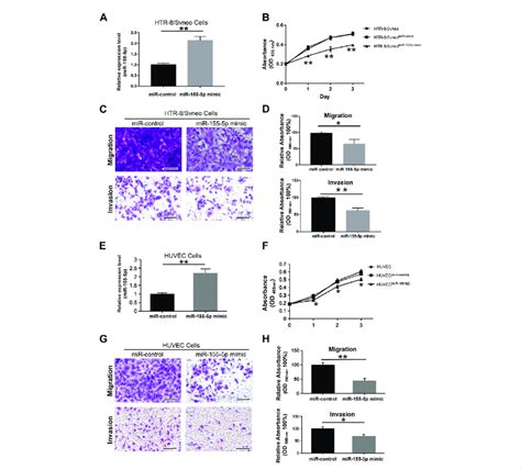 Mir P Decreased The Proliferation Migration And Invasion