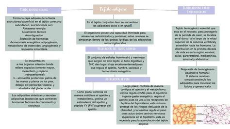 Mapa Tejido Adiposo Gemma Herrerera UDocz